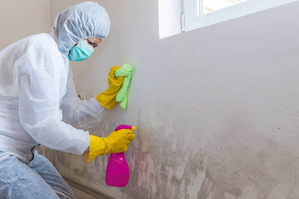 Best Mold Odor Removal Services  in Buckeye Lake, OH